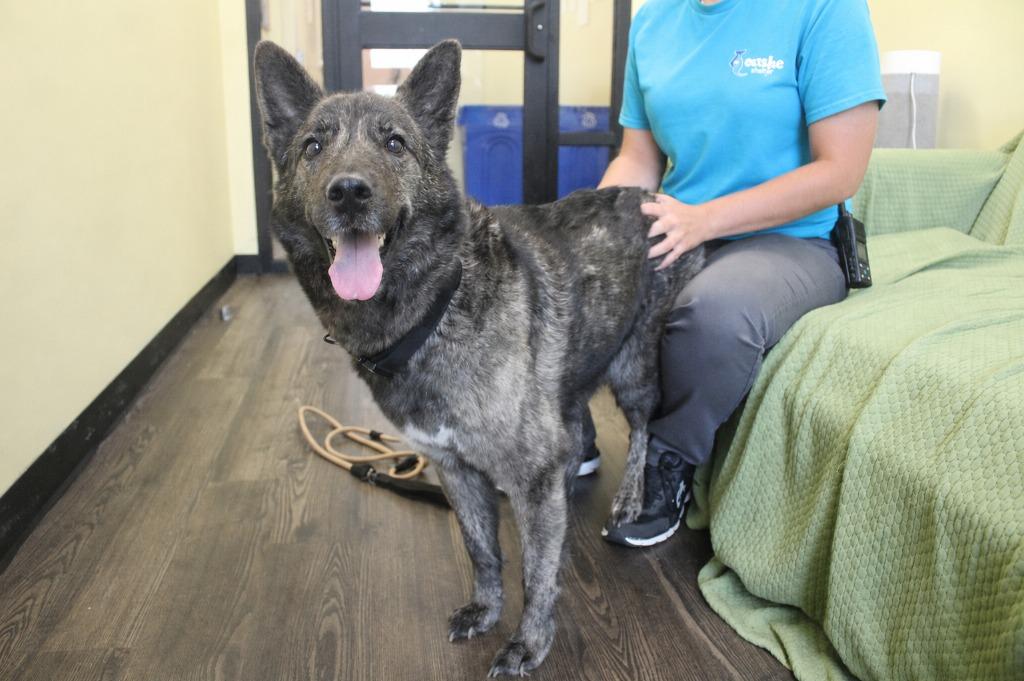 Emmie, ADOPTABLE, Adult Female German Shepherd Dog & Mixed Breed.