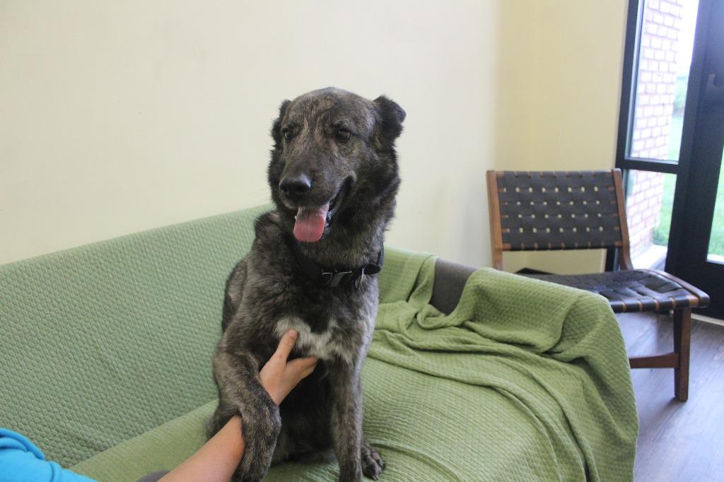 Emmie, a ADOPTABLE mixed breed in Chestertown, MD image 4/4