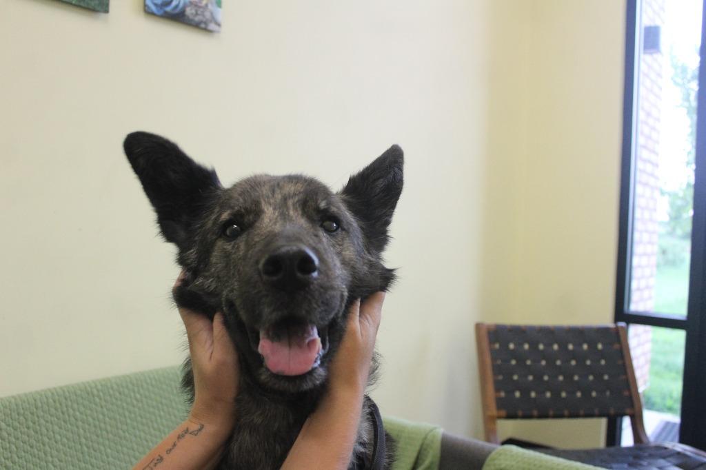 Emmie, a ADOPTABLE mixed breed in Chestertown, MD image 2/4