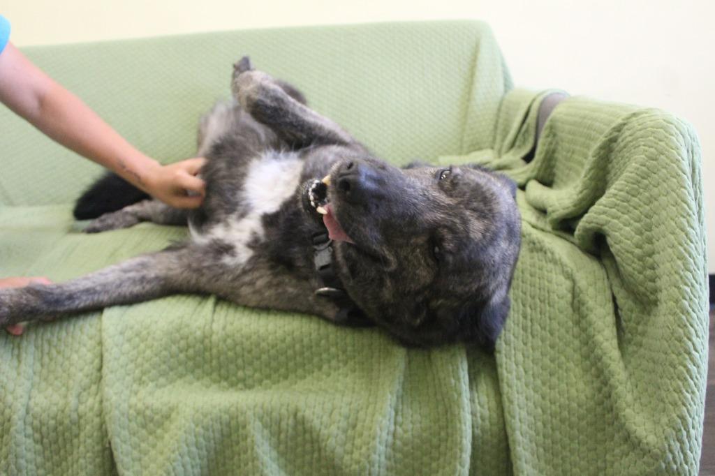 Emmie, a ADOPTABLE mixed breed in Chestertown, MD image 3/4