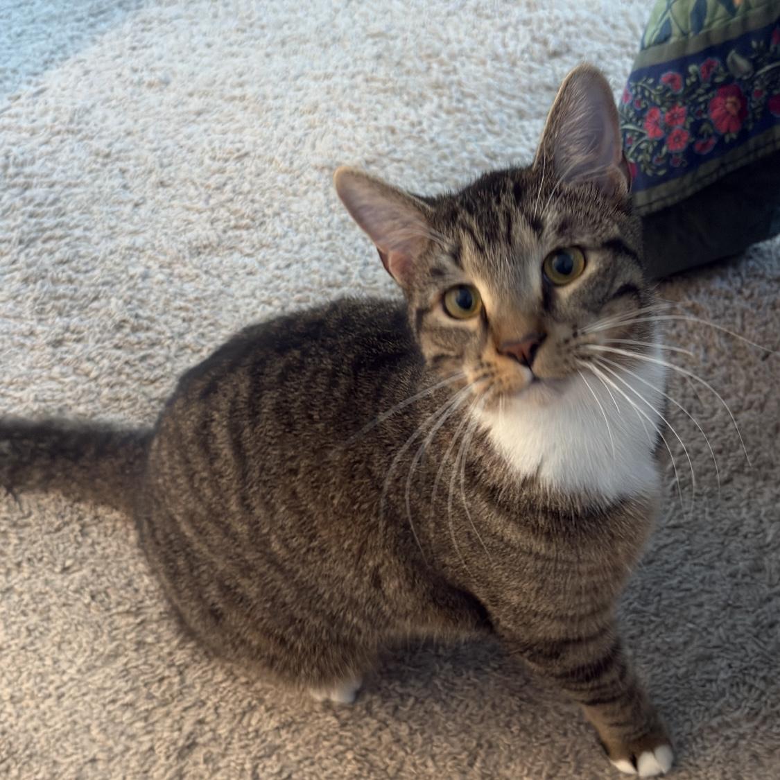 Enlarge Elton, a Adopted Domestic Short Hair in Little Elm, TX image 4/5