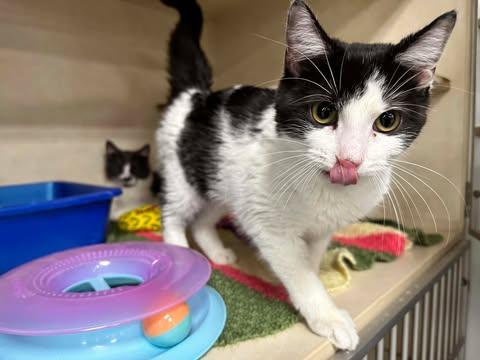 Enlarge Grace, a ADOPTABLE Domestic Short Hair in East Lansing, MI image 2/5