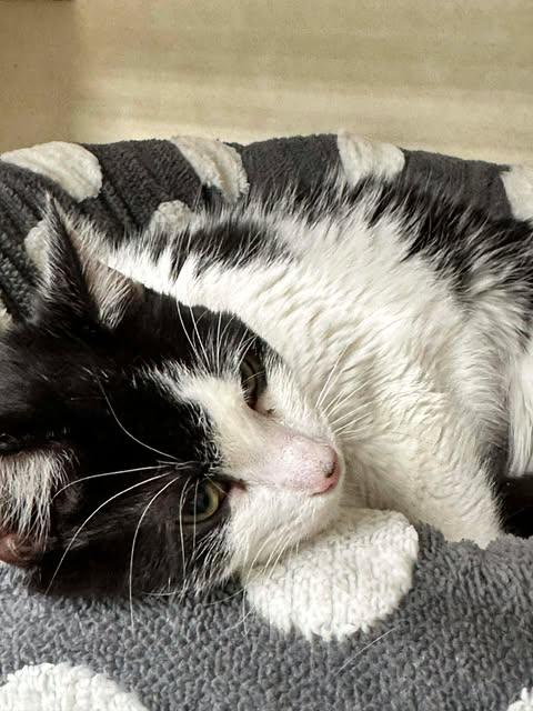 Enlarge Grace, a ADOPTABLE Domestic Short Hair in East Lansing, MI image 4/5