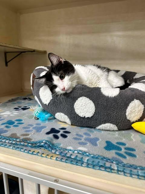 Enlarge Grace, a ADOPTABLE Domestic Short Hair in East Lansing, MI image 1/5