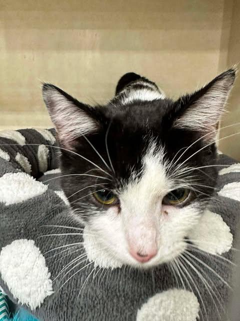 Enlarge Grace, a ADOPTABLE Domestic Short Hair in East Lansing, MI image 3/5