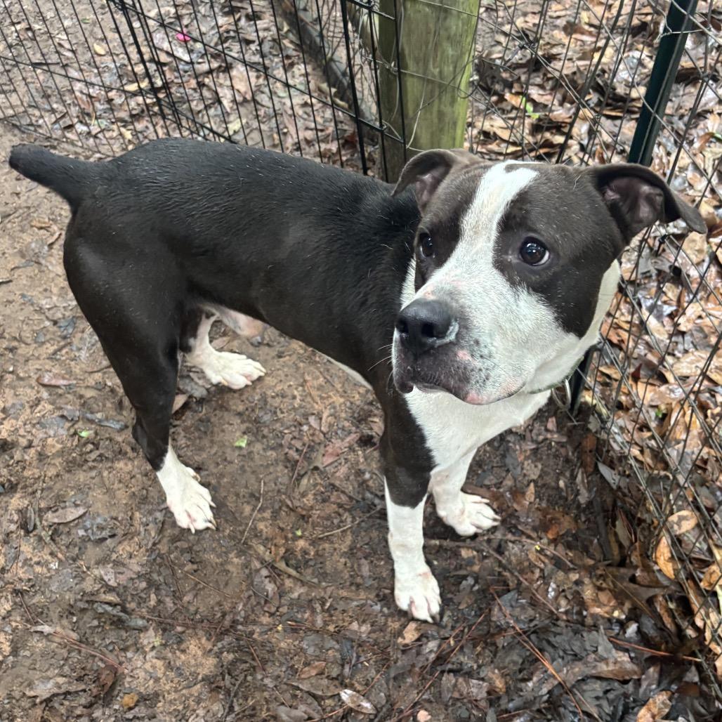 WHISTLE, Adoptable, Adult Male American Bulldog & Mixed Breed.