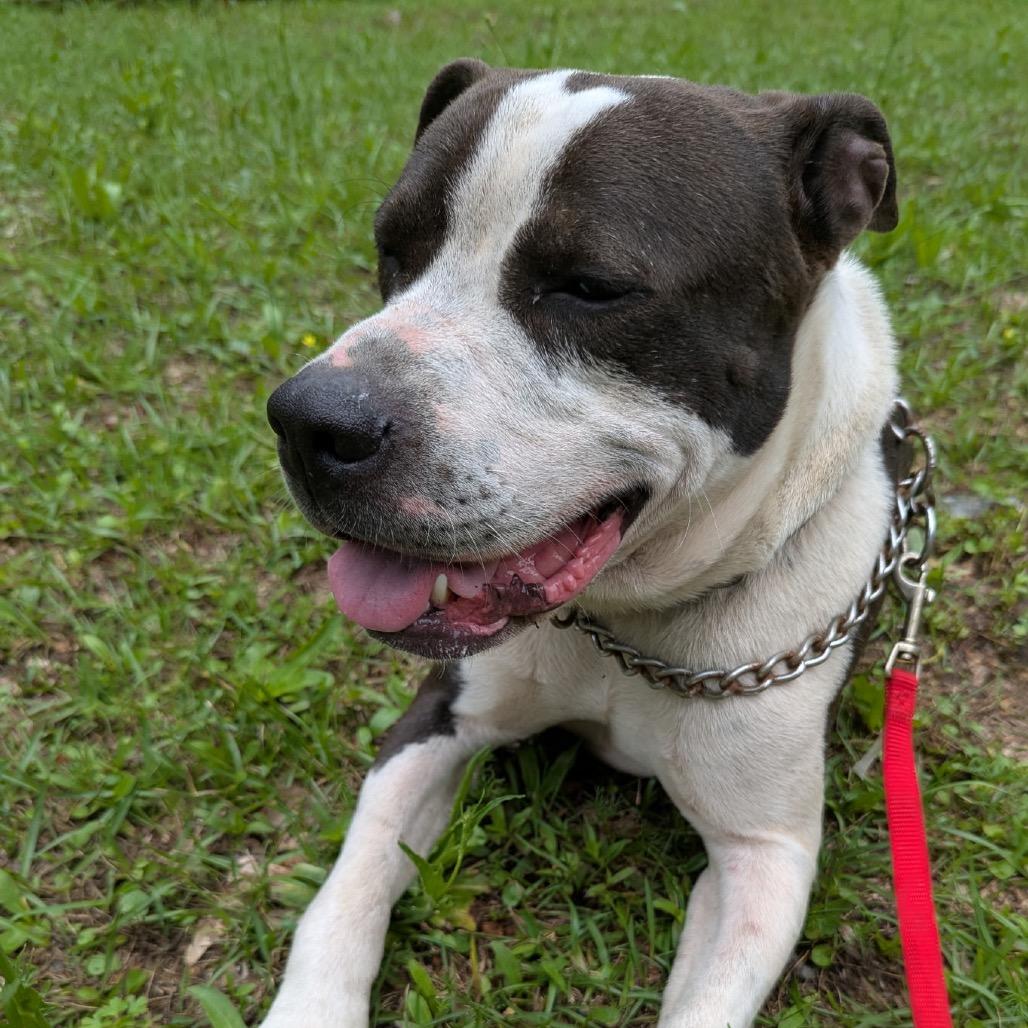 WHISTLE, a Adoptable mixed breed in Lucedale, MS image 2/2