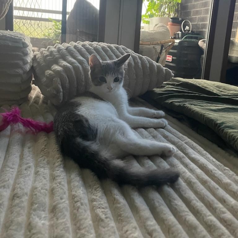 Enlarge Gezabel (F) 5mths old tabby/white, a ADOPTABLE Domestic Short Hair in Ottawa, ON image 3/6