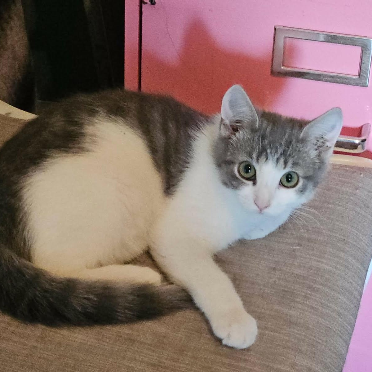 Enlarge Gezabel (F) 5mths old tabby/white, a ADOPTABLE Domestic Short Hair in Ottawa, ON image 2/6