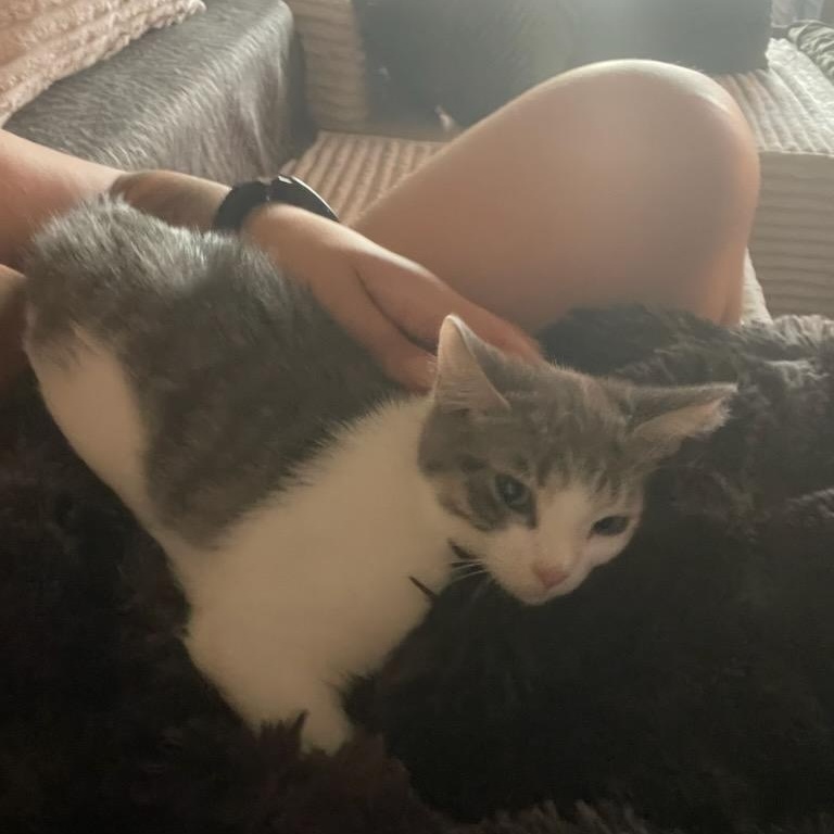 Enlarge Gezabel (F) 5mths old tabby/white, a ADOPTABLE Domestic Short Hair in Ottawa, ON image 6/6