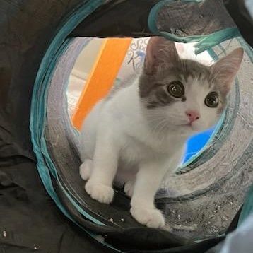 Gezabel (F) 5mths old tabby/white, ADOPTABLE, Young Female Domestic Short Hair.