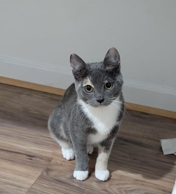 Enlarge WENDY, an adopted Domestic Short Hair in Spotsylvania, VA image 1/1