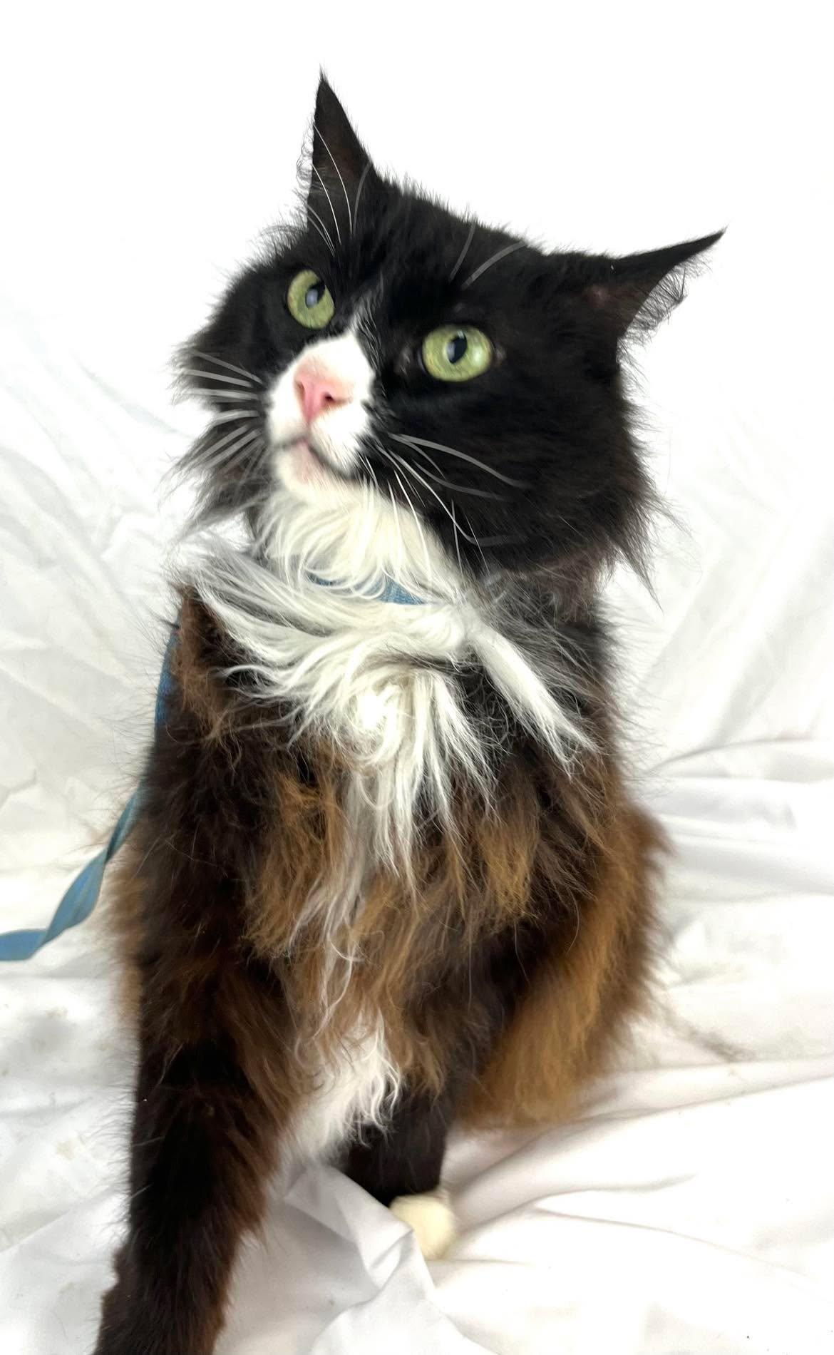 Princess Gorgeous Long, an adopted Domestic Long Hair in Hales Corners, WI image 3/5