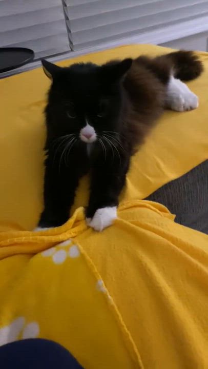 Enlarge Princess  Gorgeous Long, an adopted Domestic Long Hair in Hales Corners, WI video 5/5