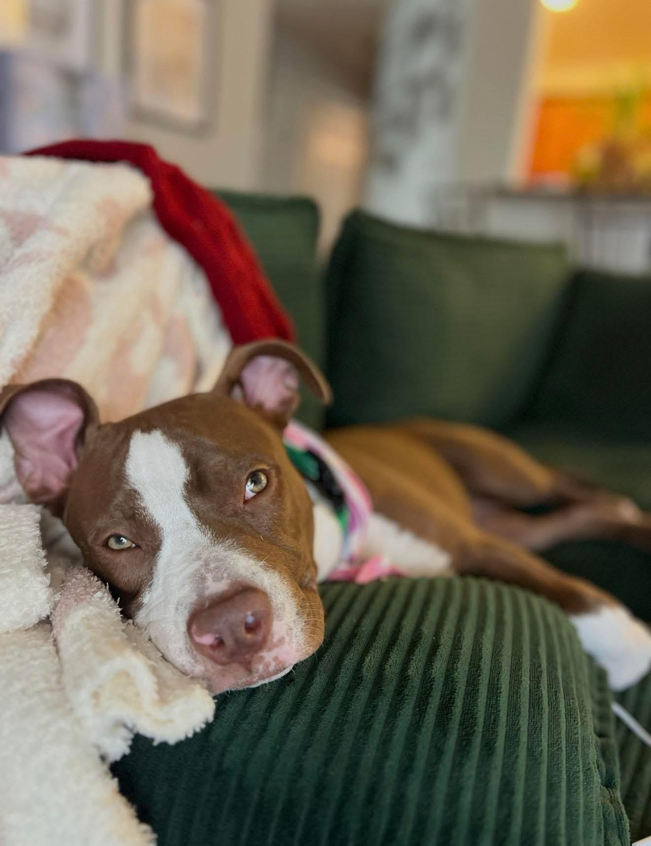 Enlarge Roux, a ADOPTABLE mixed breed in Palm springs, FL image 5/5