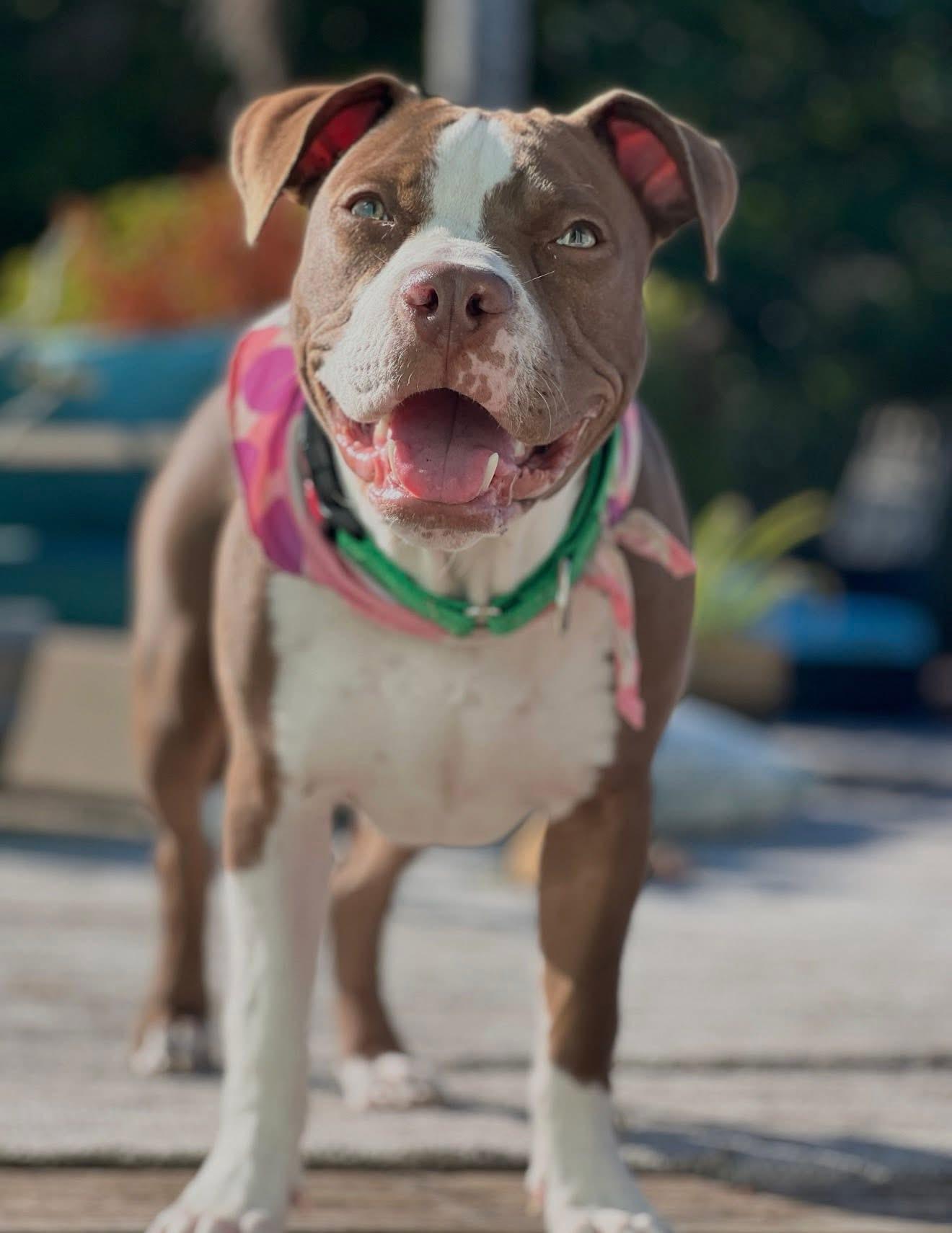 Enlarge Roux, a ADOPTABLE mixed breed in Palm springs, FL image 1/5