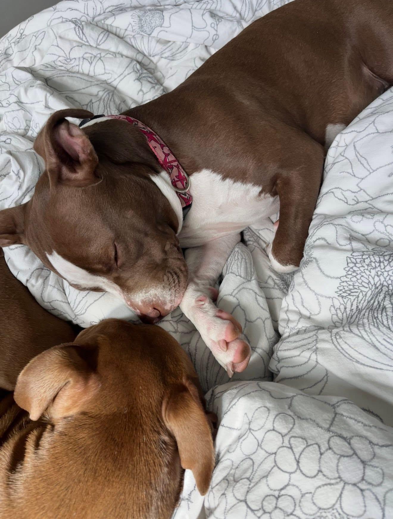 Enlarge Roux, a ADOPTABLE mixed breed in Palm springs, FL image 4/5