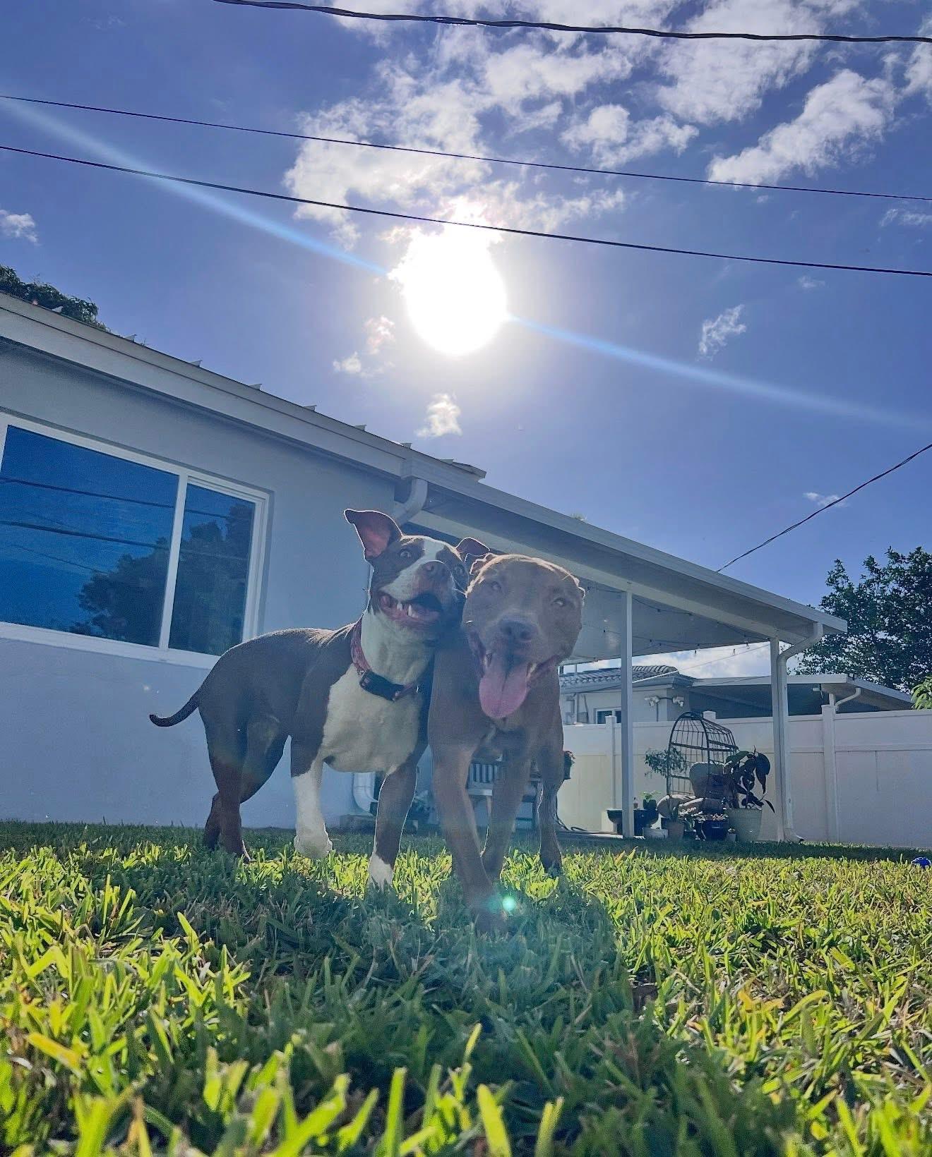 Enlarge Roux, a ADOPTABLE mixed breed in Palm springs, FL image 3/5