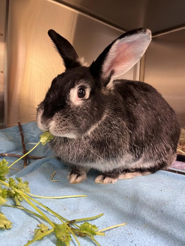 Blanche, Adoptable, Adult Female Californian.