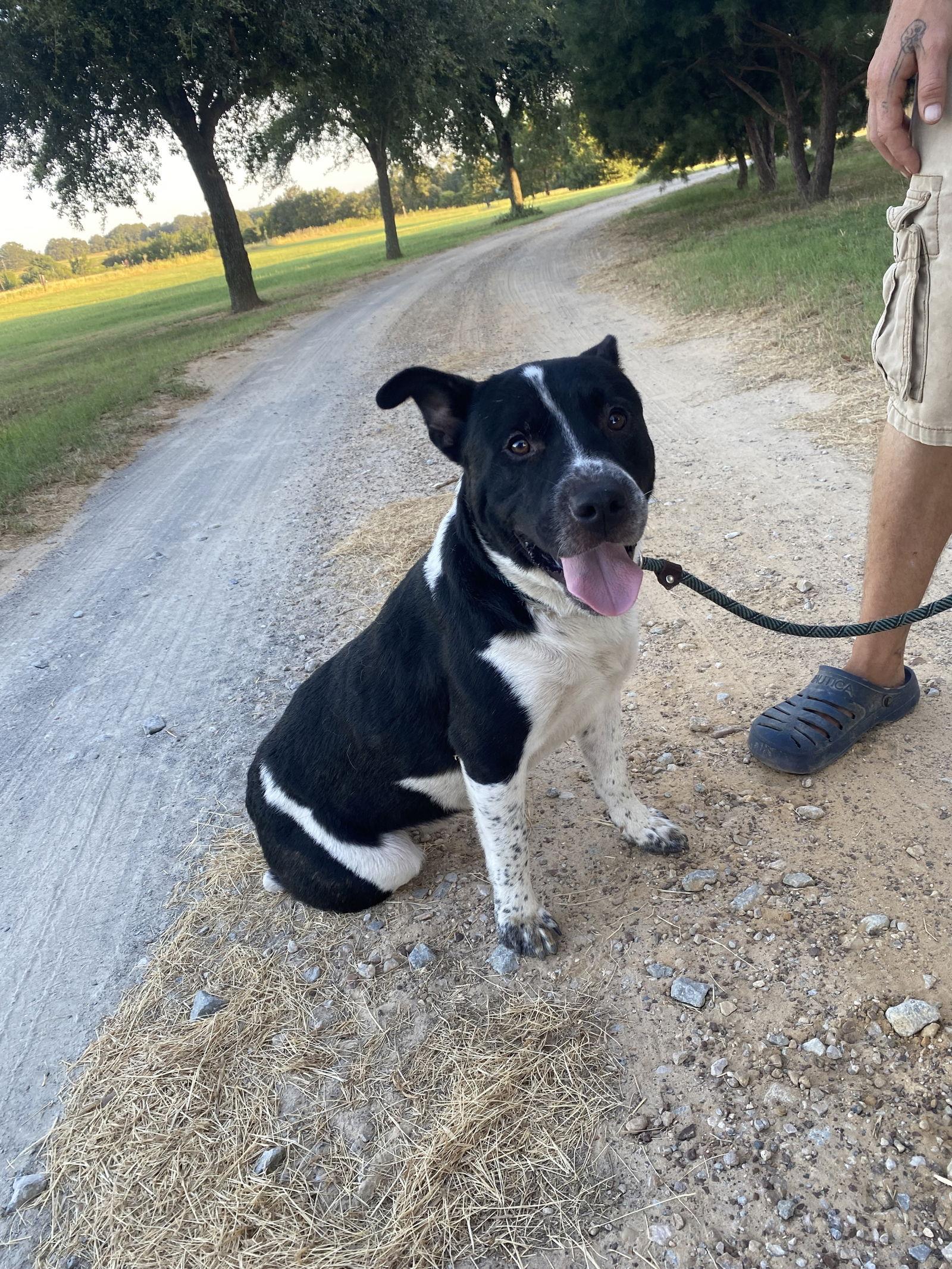 Snookie, Adoptable, Young Male Australian Cattle Dog / Blue Heeler.