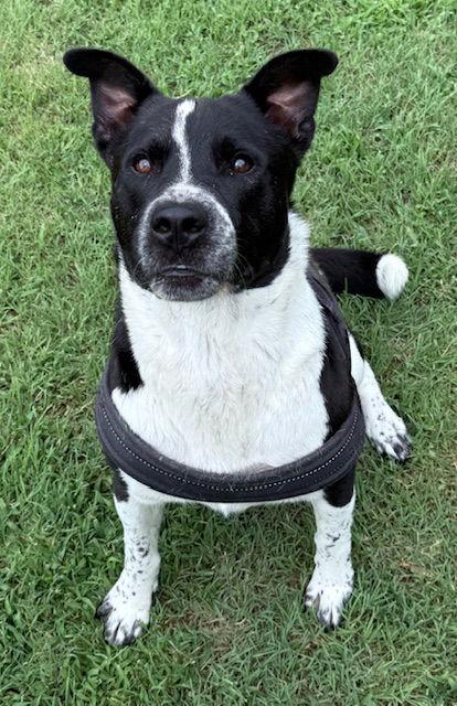 Enlarge Snookie, a Adoptable Australian Cattle Dog / Blue Heeler in Gun Barrel City, TX image 2/3