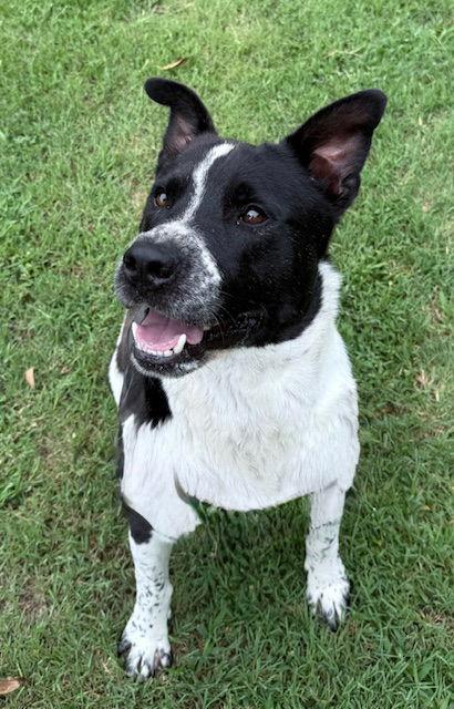 Enlarge Snookie, a Adoptable Australian Cattle Dog / Blue Heeler in Gun Barrel City, TX image 3/3