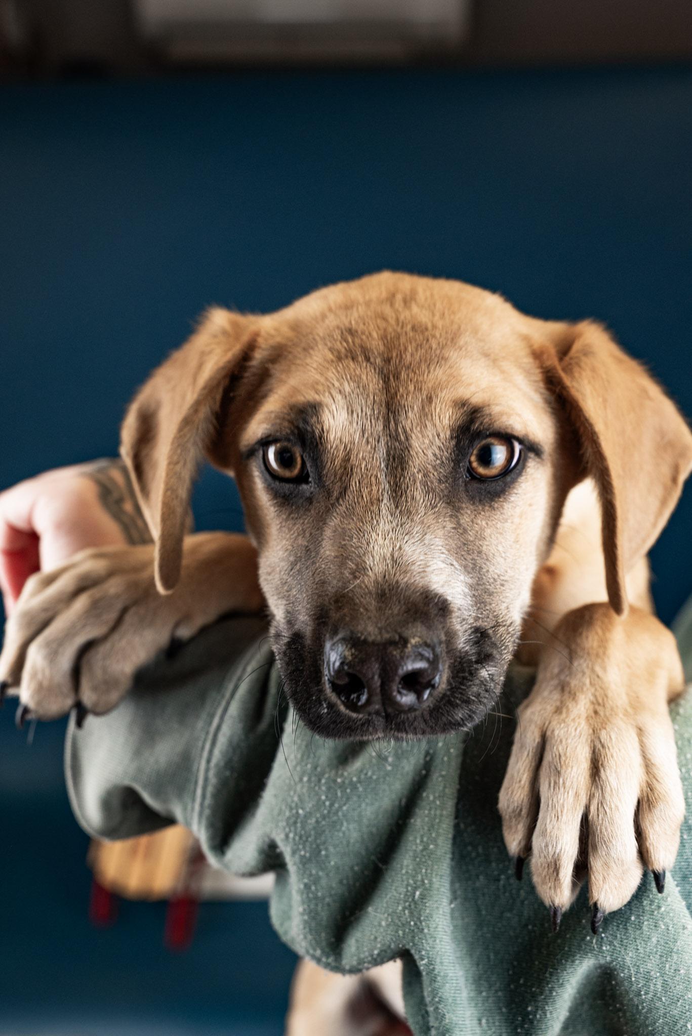 Enlarge 1096-25, a ADOPTABLE mixed breed in Brighton, CO image 1/1