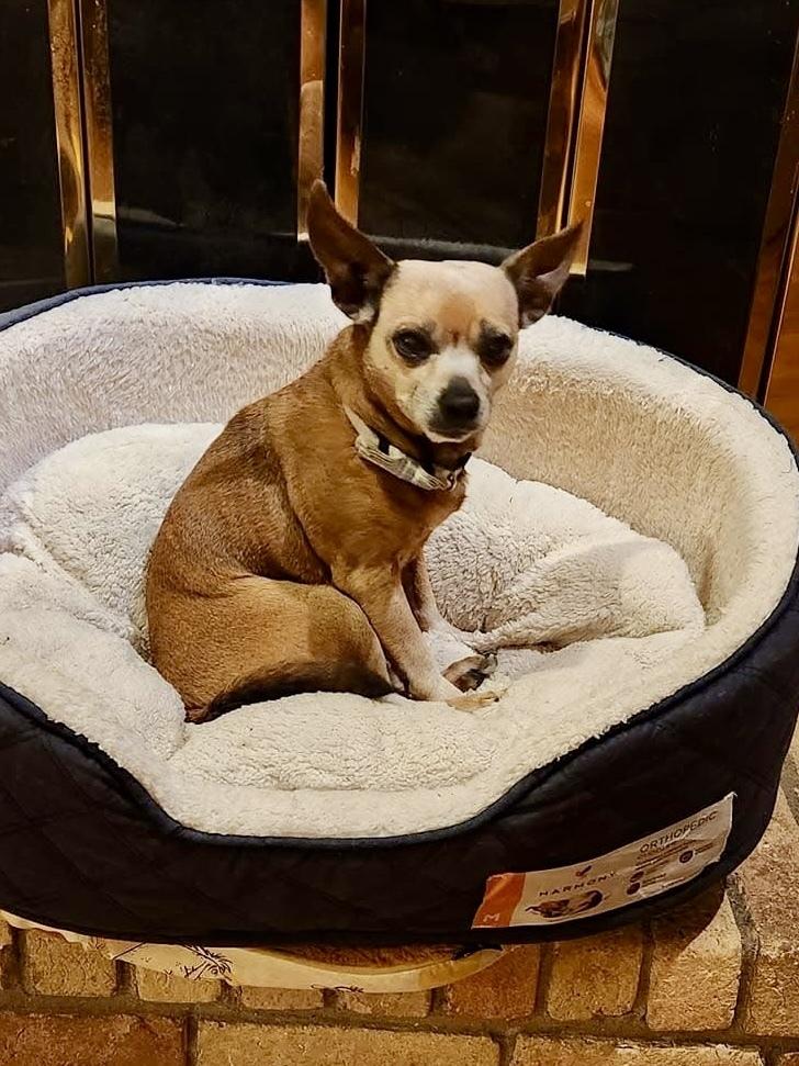 Enlarge 24-088 Calvin, a Adoptable mixed breed in Richardson, TX image 1/6