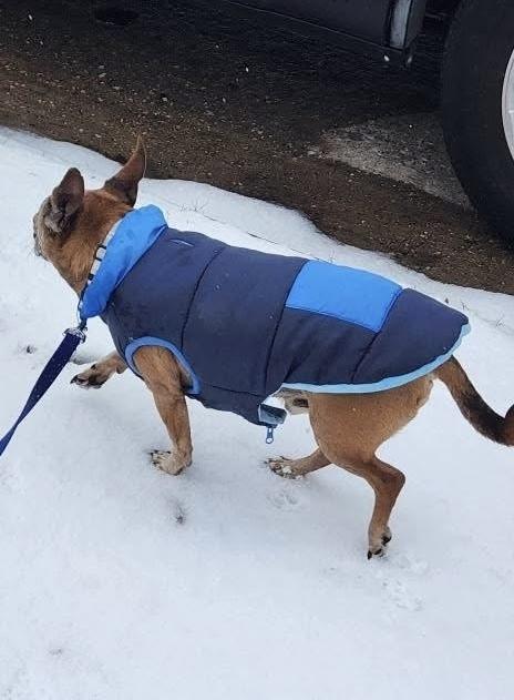 24-088 Calvin, Adoptable, Senior Male Chihuahua.