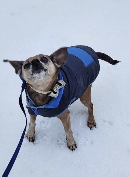 Enlarge 24-088 Calvin, a Adoptable mixed breed in Richardson, TX image 3/6