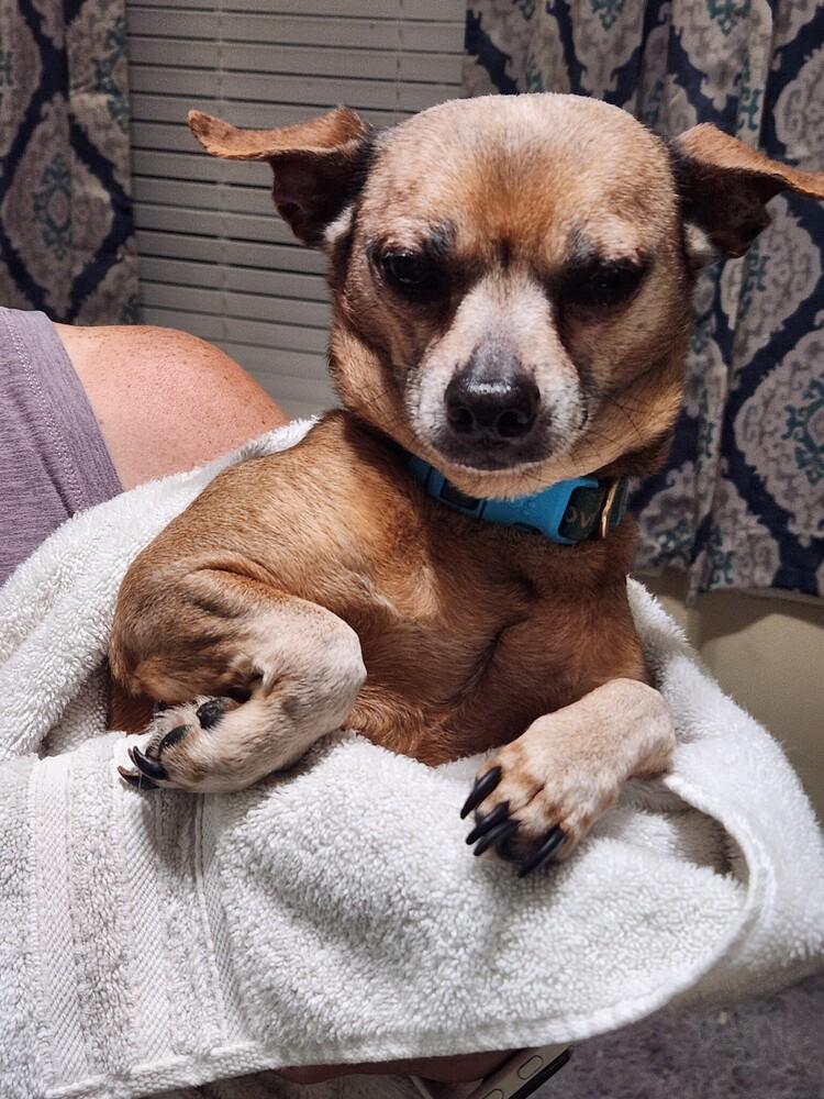 Enlarge 24-088 Calvin, a Adoptable mixed breed in Richardson, TX image 4/6