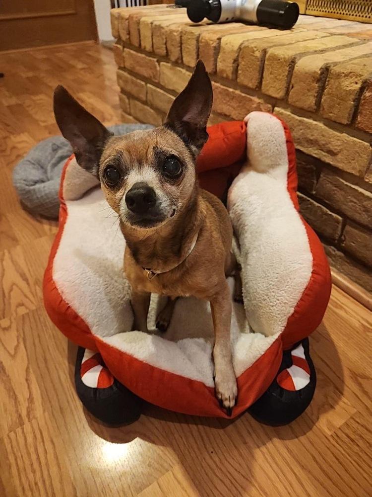 Enlarge 24-088 Calvin, a Adoptable mixed breed in Richardson, TX image 5/6