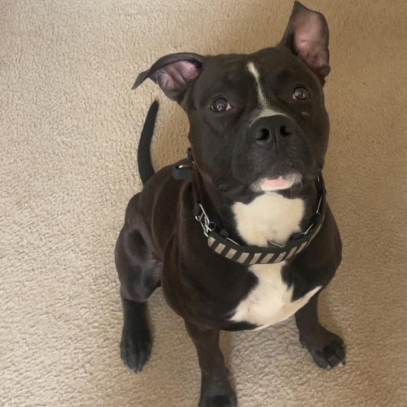 Leo, ADOPTABLE, Adult Male American Bulldog.