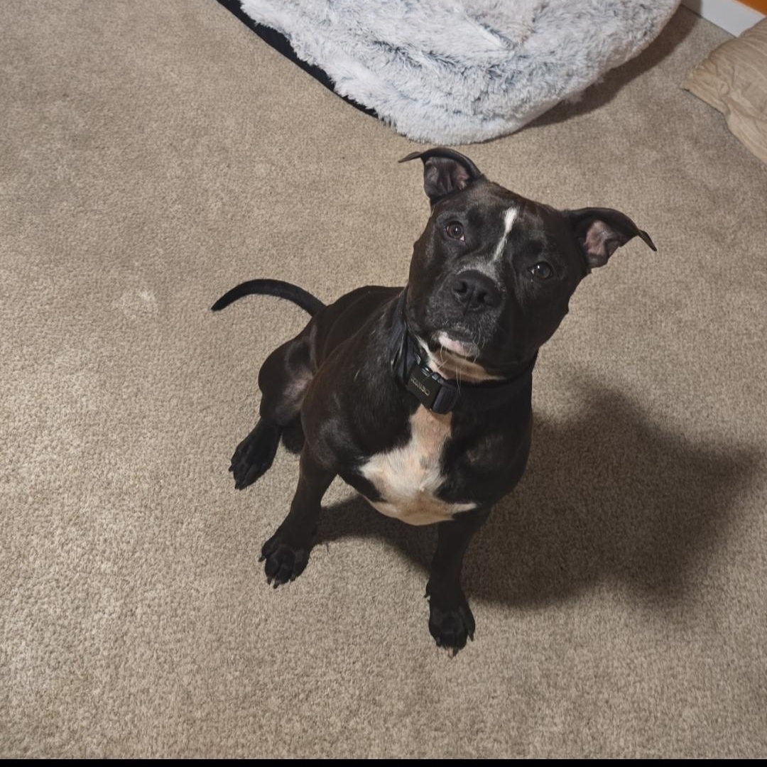 Enlarge Leo, a ADOPTABLE mixed breed in Cantonment, FL image 2/3