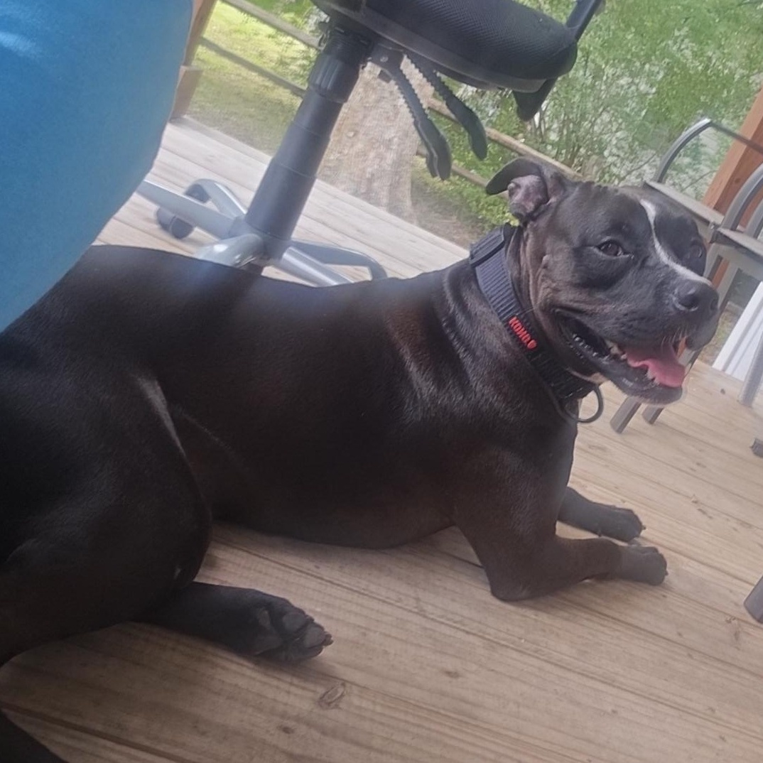 Enlarge Leo, a ADOPTABLE mixed breed in Cantonment, FL image 3/3