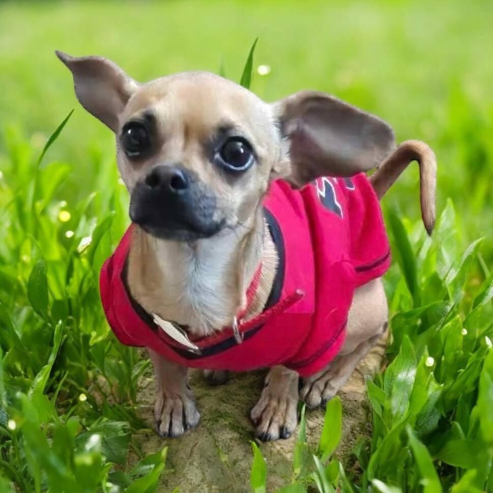 Freddy Fender, Adoptable, Adult Male Chihuahua & Pug.