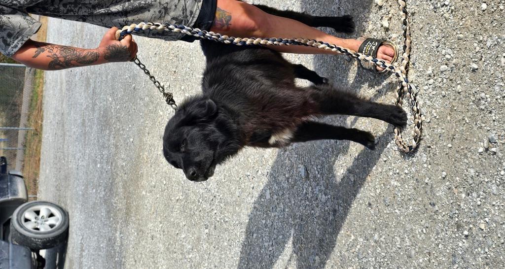 Wyoming, Adoptable, Young Male Flat-Coated Retriever.