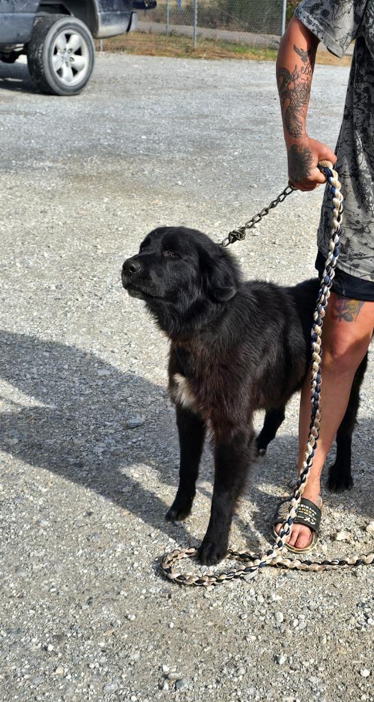 Wyoming, a Adoptable Flat-Coated Retriever in Camden, TN image 2/2