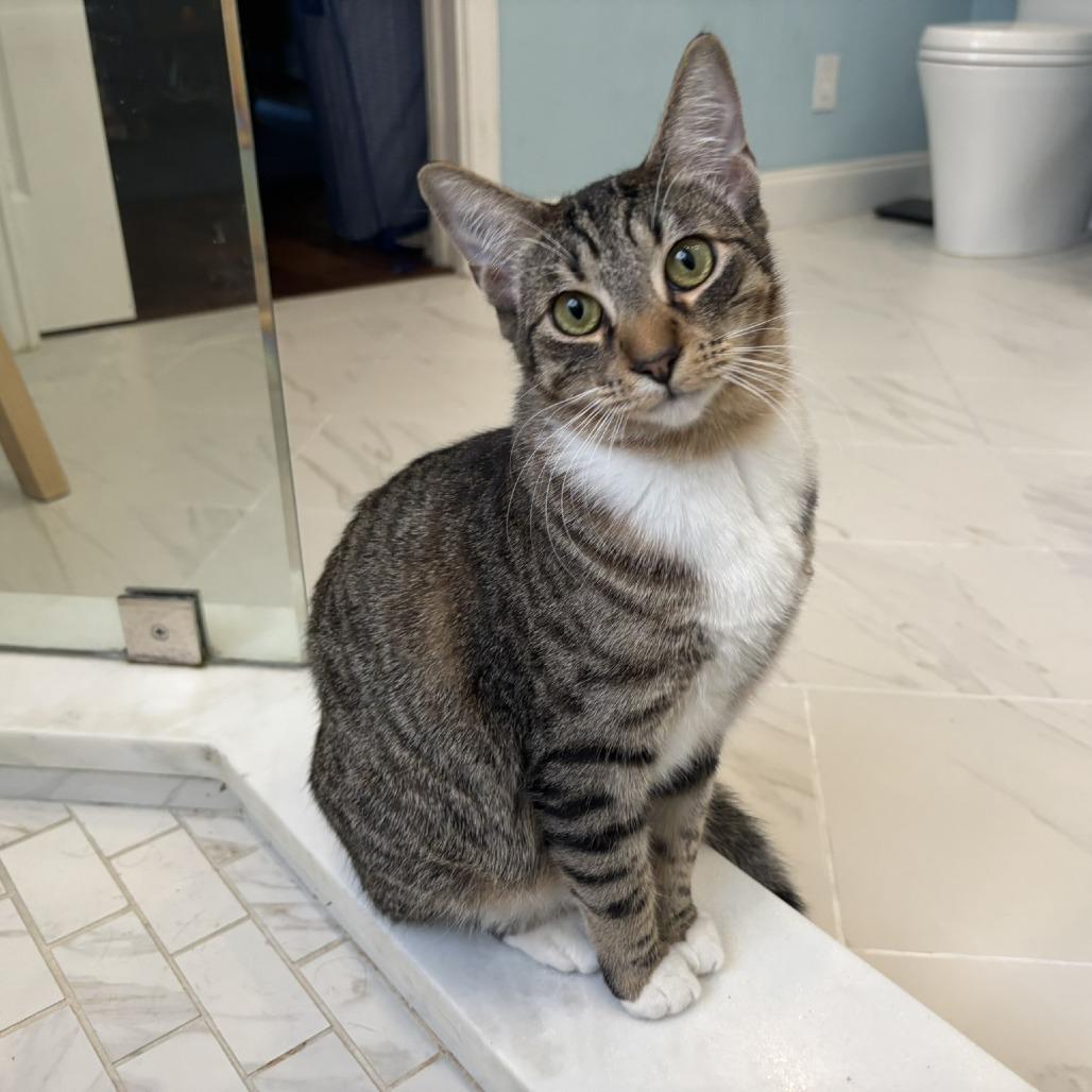 Prince, a Adoptable Domestic Short Hair in Flower Mound, TX image 1/6