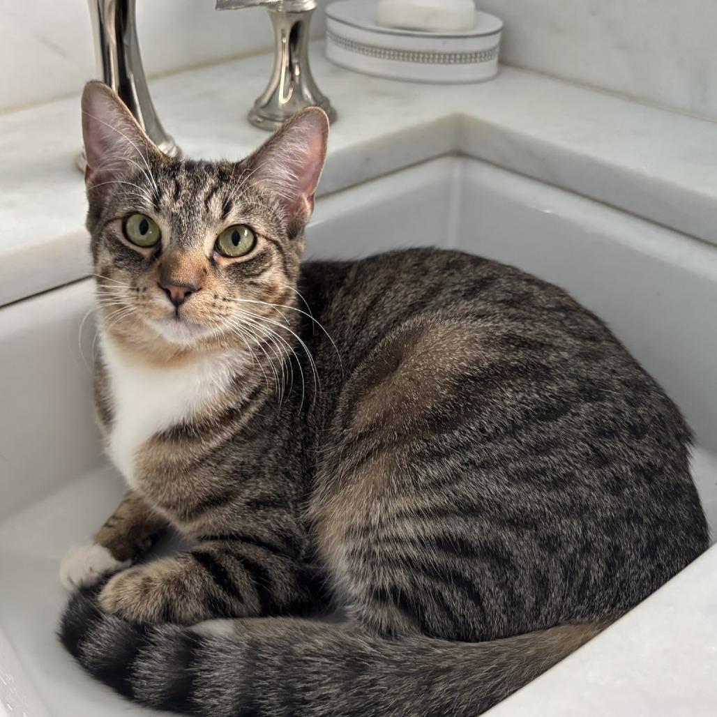 Prince, Adoptable, Young Male Domestic Short Hair.