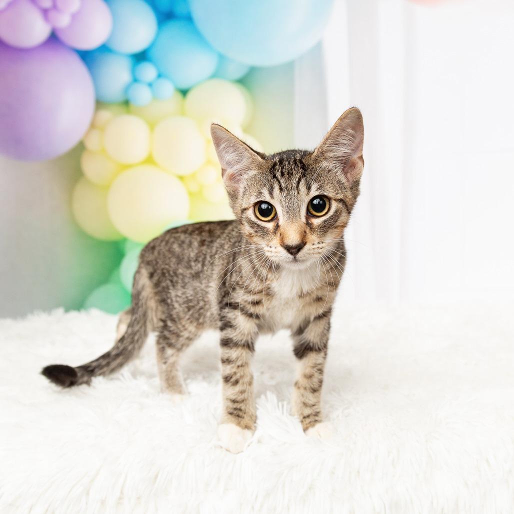 Enlarge Prince, a Adoptable Domestic Short Hair in Flower Mound, TX image 1/6