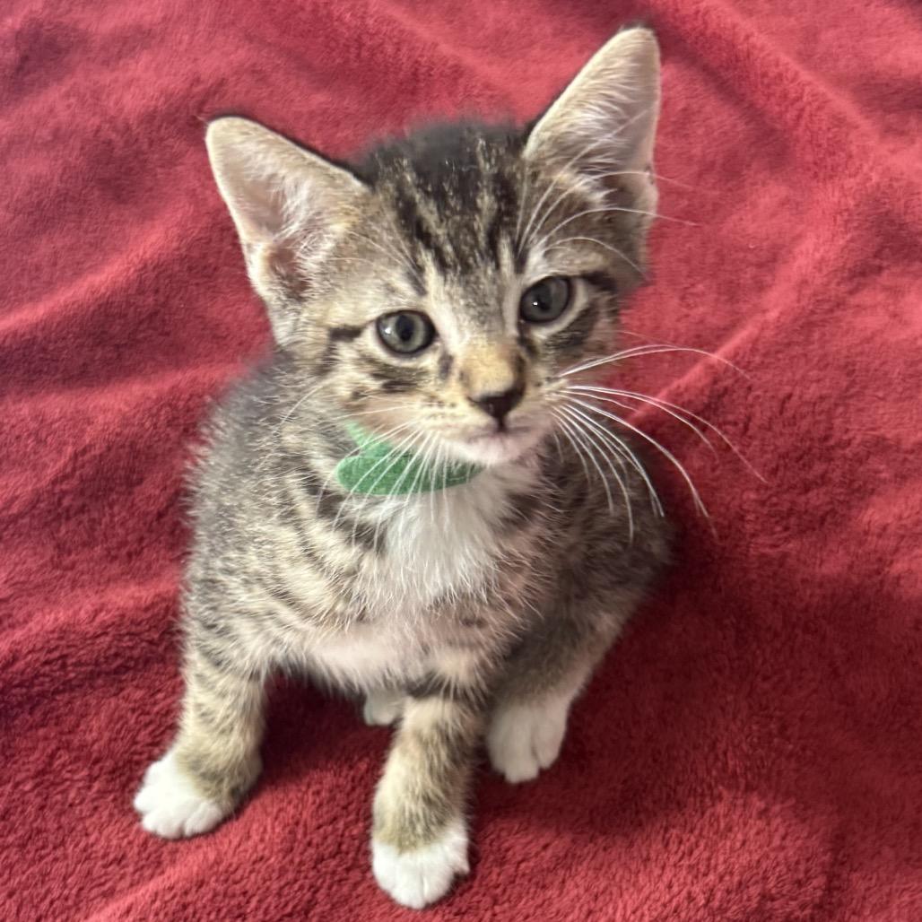 Enlarge Prince, a Adoptable Domestic Short Hair in Flower Mound, TX image 2/6