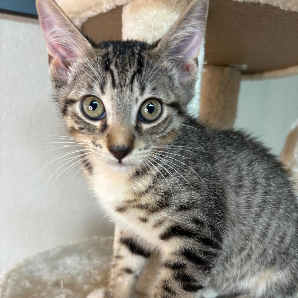 Enlarge Prince, a Adoptable Domestic Short Hair in Flower Mound, TX image 3/6