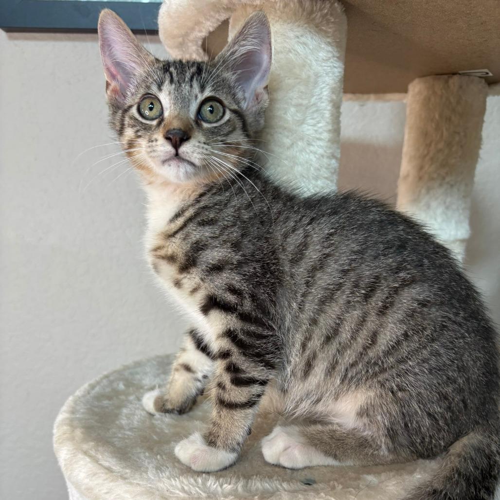 Enlarge Prince, a Adoptable Domestic Short Hair in Flower Mound, TX image 4/6