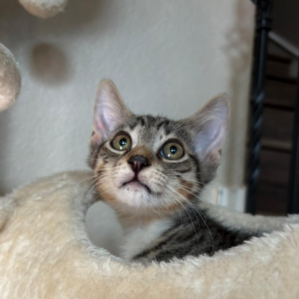 Enlarge Prince, a Adoptable Domestic Short Hair in Flower Mound, TX image 6/6