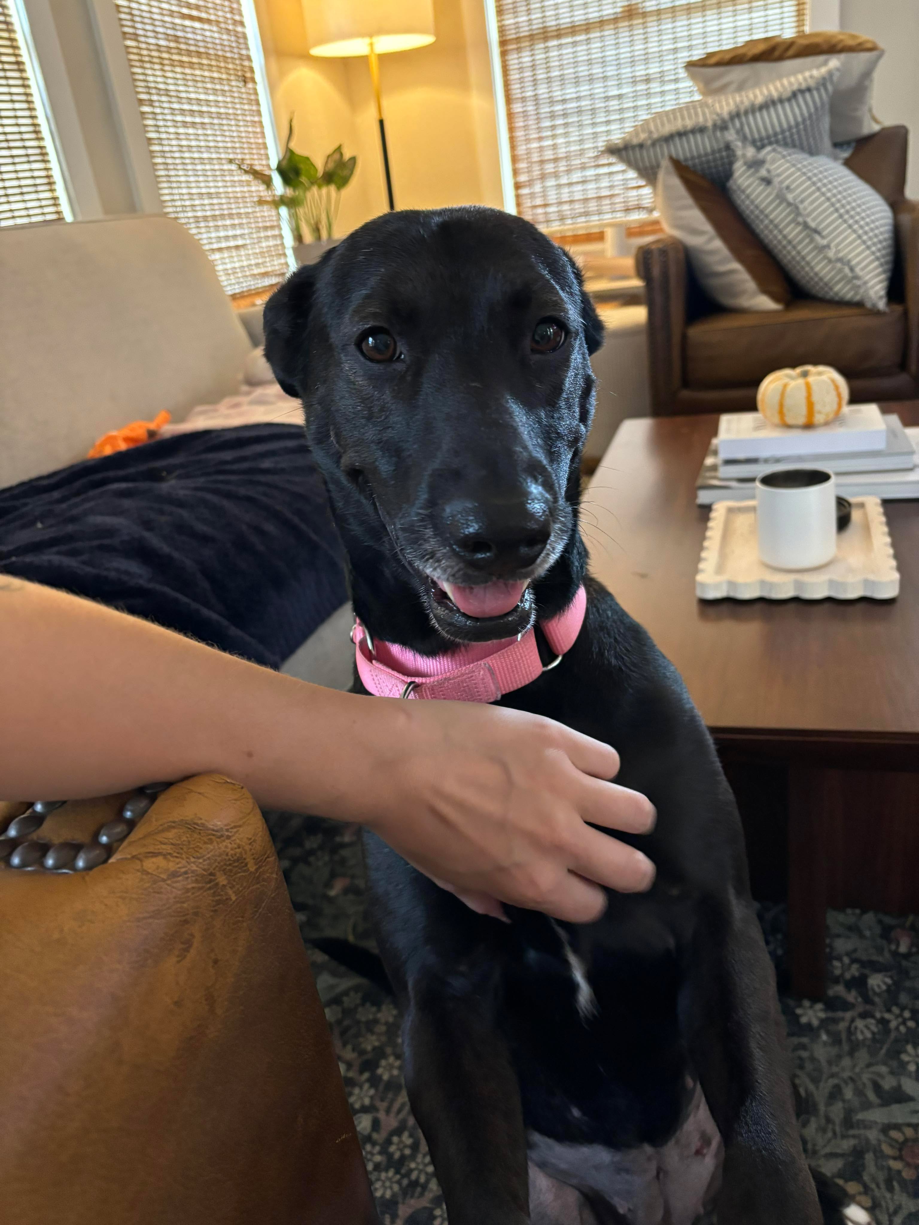 Dog for adoption Looney, a Black Labrador Retriever Mix in Salt Lake