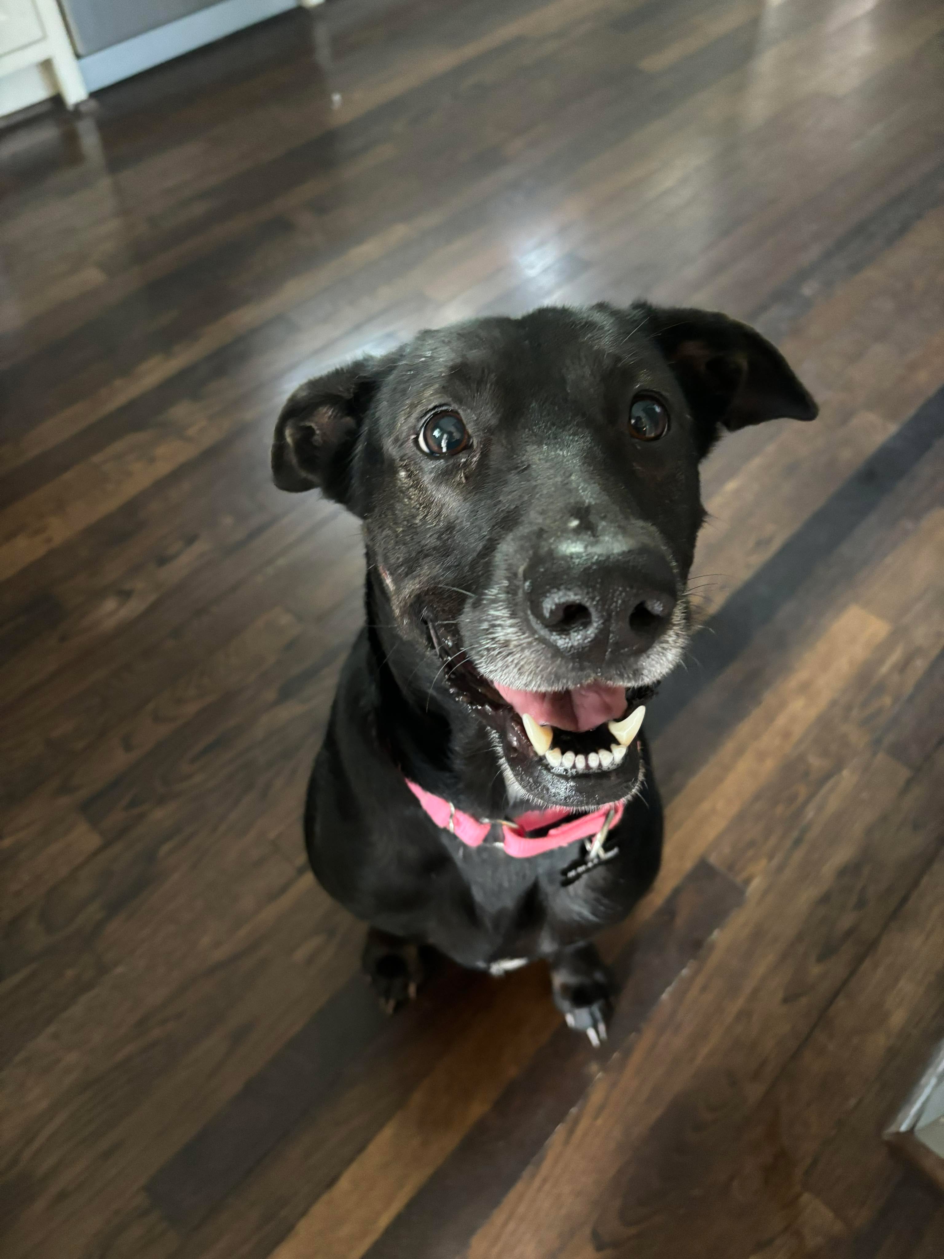 Dog for adoption Looney, a Black Labrador Retriever Mix in Salt Lake