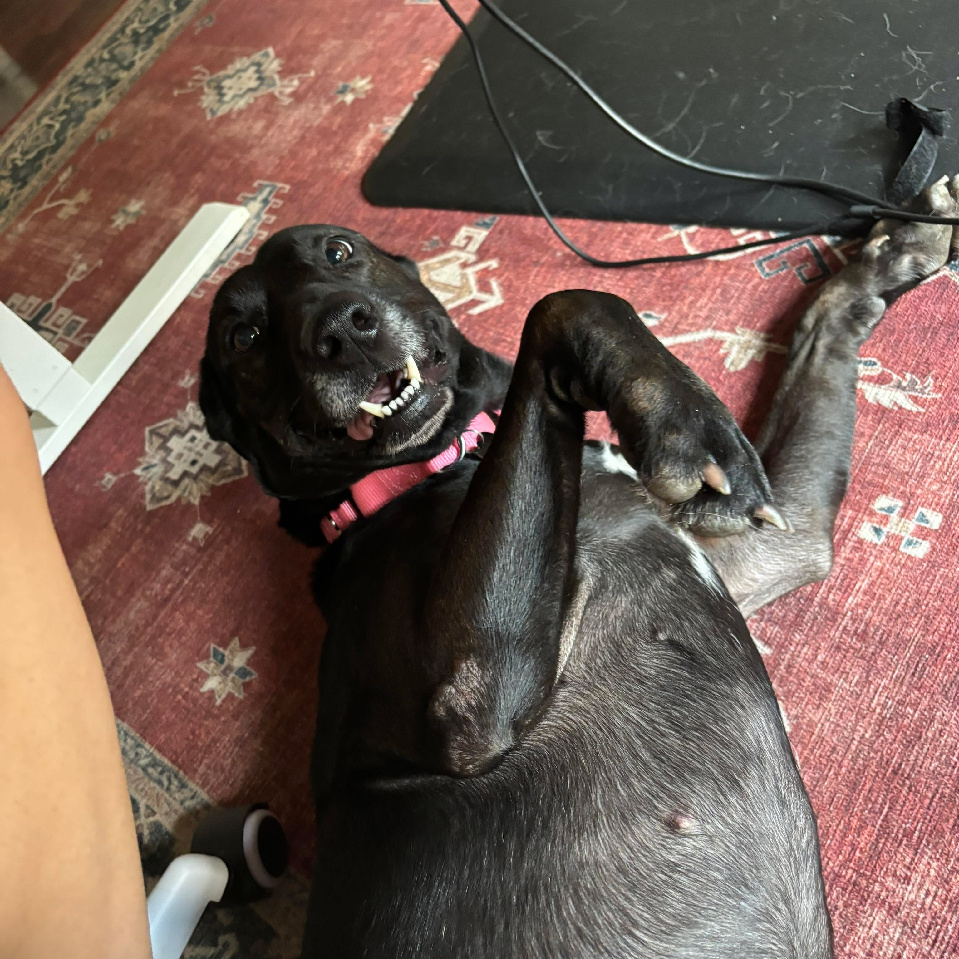 Dog for adoption Looney, a Black Labrador Retriever Mix in Salt Lake