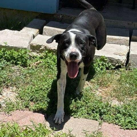 Bluebell, a Adoptable mixed breed in Akron, OH image 2/5