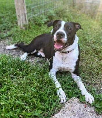 Bluebell, a Adoptable mixed breed in Akron, OH image 4/5